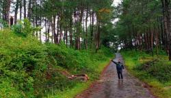 Pohon Pinus Tumbang Timpa Pasutri di Sukabumi, Suami Tewas Seketika