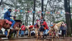 Kawasan Wisata Pohon Pinus Malino Dipadati Wisatawan