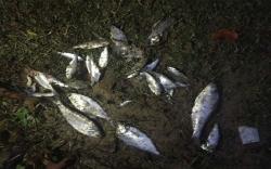 Fenomena Langka Hujan Ikan, Awalnya Dikira Prank 