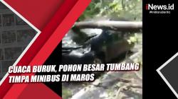 Video  Cuaca Buruk, Pohon Besar Tumbang Timpa Minibus di Maros