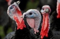 Wabah Flu Burung di Israel Makin Ganas, 62.500 Kalkun Terinfeksi