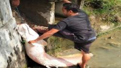Terungkap, Temuan Ikan Raksasa saat Banjir di Lhokseumawe Ternyata asal Sungai Amazon