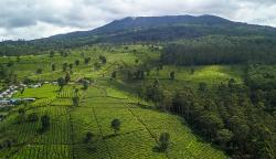 PTPN Gandeng Perusahaan asal China, Target Buka Pasar Global