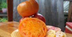 Terungkap, Ini Khasiat yang Didapat jika Rutin Konsumsi Buah Kesemek