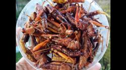 10 Kuliner Unik di Jogja, Ada Makanan Ekstrem Belalang Goreng 