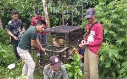 Beruang Mangsa Ternak di Pagaralam, BKSDA Pasang Perangkap dan Kamera<