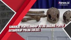 Video Sindikat Penyelundup 93 Kg Daging Penyu Ditangkap Polda Sulsel