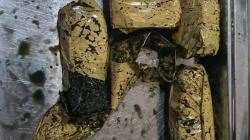 Satgas Pamtas Gagalkan Penyelundupan 4,1 Kg Ganja dari Papua Nugini
