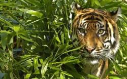 Harimau Masuk Kebun Karet, Warga Banyuasin Sumsel Ketakutan <