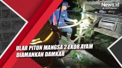 Mangsa 2 Ayam, Ular Piton 3 Meter Diamankan Damkar Kotawaringin Barat<