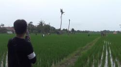 Sabung Ayam di Subang Dibubarkan Polisi, Puluhan Penjudi Lari Terbirit-Birit