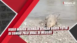 Video Viral Warga Bermain dengan Buaya Putih di Sungai Palu