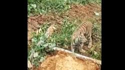 Geger, Harimau Adang Alat Berat Pembukaan Lahan di Hutan Pasaman Barat<