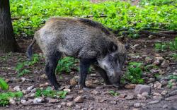 Heboh Babi Hutan Serang Warga secara Brutal di Pasirpongkor KBB, 4 Luka-luka<