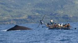 Tradisi Penangkapan Ikan Paus di Pulau Lembata NTT, Turun-Temurun dari Leluhur