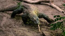 10 Hewan Purba Masih Hidup Sampai Sekarang, Ada yang Muncul Lagi Setelah Divonis Punah