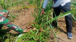 Petani di Terisi Indramayu Temukan Granat di Tengah Kebun Tebu