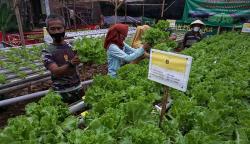 Panen Sayur Selada di Lahan Hidroponik, Dijual Rp4.000 per Ikat