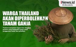 Infografis Warga Thailand Akan Diperbolehkan Tanam Ganja di Rumah