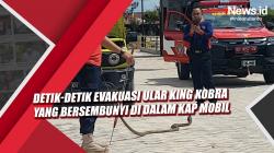 Detik-Detik Evakuasi Ular King Kobra yang Bersembunyi di Dalam Kap Mobil