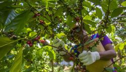 Pemkab Temanggung Target 500.000 Bibit Kopi Ditanam pada 2022, Ini Tujuannya 
