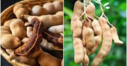 Terungkap, Ini 4 Manfaat Luar Biasa Asam Jawa yang Belum Diketahui Banyak Orang