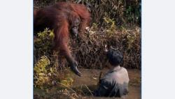 Viral, Orangutan di Kalimantan Ulurkan Tangan Bantu Petugas yang Tercebur Lumpur