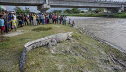 Nekat, Warga Dekati Buaya 4 Meter di Pinggir Sungai Palu