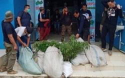 BNN Temukan Bonsai Ladang Ganja di Lereng Curam Bukit Barisan Empat Lawang