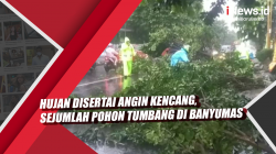 Video Hujan Disertai Angin Kencang, Sejumlah Pohon Tumbang di Banyumas