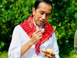 Jokowi Telepon Mentan saat Kunjungi Kampung Jeruk, Apa yang Dibahas?