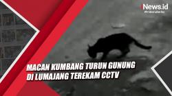 Macan Kumbang Turun Gunung di Lumajang Terekam CCTV