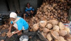 Permintaan Minyak Kelapa Tinggi, Harga Kopra Naik