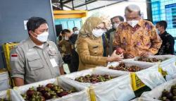 Tembus Pasar Internasional, 3,5 Ton Manggis Wanayasa Purwakarta Banjiri China<