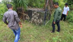 Cegah Konflik Harimau dan Warga, BKSDA Aceh Pasang Tiga Perangkap di Kebun Sawit
