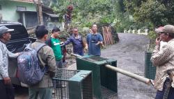 Macan Tutul Masuk Kebun, Warga Selajambe Kuningan Heboh