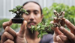 Bonsai Berukuran 5-10 Sentimeter Ini Dijual hingga Rp2,5 Juta