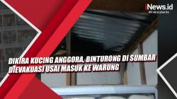 Dikira Kucing Anggora, Binturong di Sumbar Dievakuasi Usai Masuk ke Warung