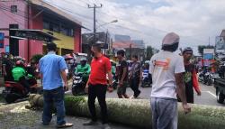 Pohon Palem di Sukabumi Tumbang Timpa 2 Pemotor, Korban Tak Sadarkan Diri<