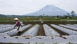 Petani Lereng Gunung Semeru Mulai Menggarap Lahan Pertanian
