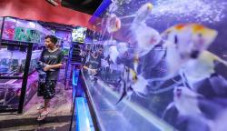 Mengunjungi Surga Tersembunyi Pasar Ikan Hias Sumenep
