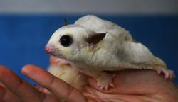 Peternak Budi Daya Sugar Glider Bergenetika Unik, Harga Rp25 Juta per Ekor