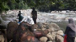 Bangkai Gajah Ditemukan di Hutan Aceh Utara, BKSDA : Diduga akibat Perkelahian