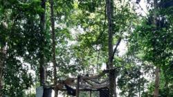 BKSDA Sumbar Lepas Liarkan Sepasang Siamang Napoleon dan Ita di Solok Selatan