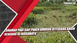 Video Tanaman Padi Siap Panen Ambruk Diterjang Angin Kencang di Indramayu