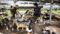 Penampakan Ratusan Kucing Hidup di Shelter Puskeswan Ragunan