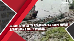 Video Heboh, Detik-Detik Penangkapan Buaya Muara Berukuran 4 Meter di Babel