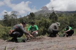 Sleman Galakkan Tanam Kopi di Lereng Merapi