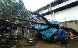 Hujan Angin di Bogor, Pohon Tumbang Timpa Mobil dan Bangunan di Citeureup