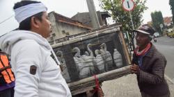 Dedi Mulyadi Borong Semua Burung Kuntul dari Pedagang, Ini Alasannya<
